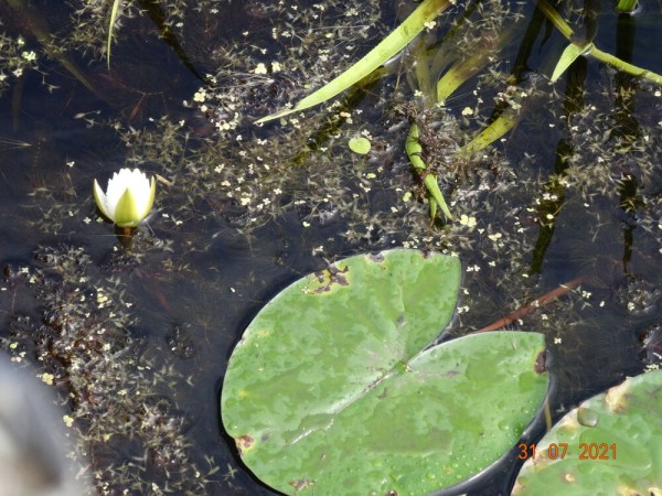 Редкую птицу - большого кроншнепа - заметили в Омской области Редкую птицу - большого кроншнепа - заметили в Омской области