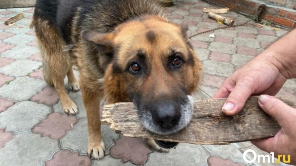 На омские улицы выпустили почти 500 бездомных собак На омские улицы выпустили почти 500 бездомных собак