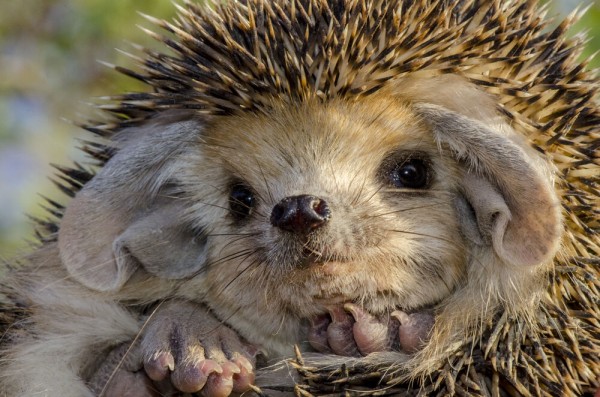 Редкую птицу - большого кроншнепа - заметили в Омской области Редкую птицу - большого кроншнепа - заметили в Омской области
