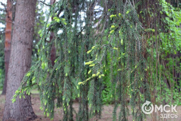 Любуемся, как цветёт единственная в России золотая ель и растения, которых нет в дикой природе