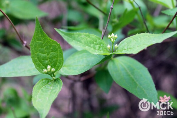 Любуемся, как цветёт единственная в России золотая ель и растения, которых нет в дикой природе