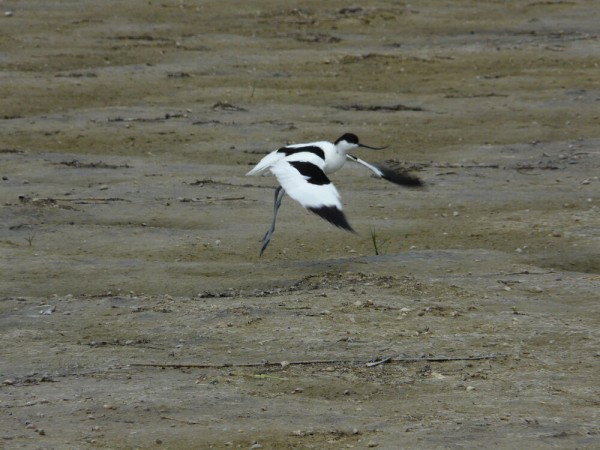 Редкую птицу - большого кроншнепа - заметили в Омской области Редкую птицу - большого кроншнепа - заметили в Омской области