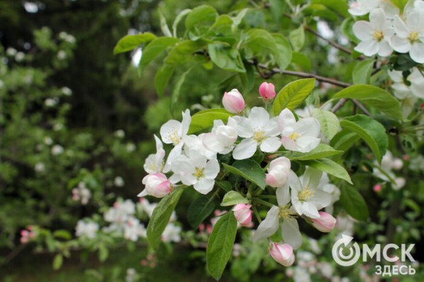 Любуемся, как цветёт единственная в России золотая ель и растения, которых нет в дикой природе