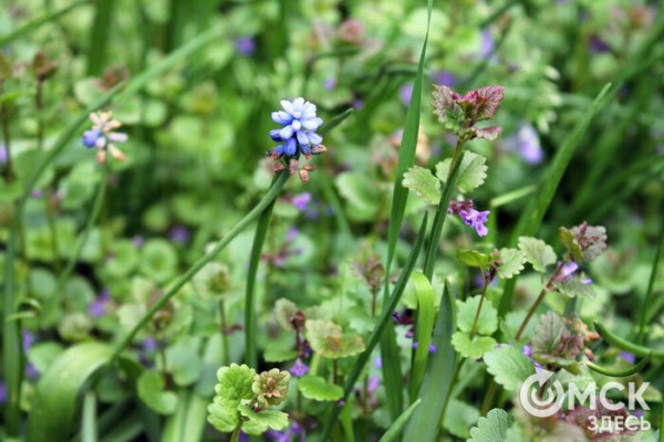 Любуемся, как цветёт единственная в России золотая ель и растения, которых нет в дикой природе