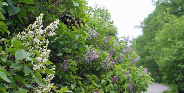 Любуемся, как цветёт единственная в России золотая ель и растения, которых нет в дикой природе