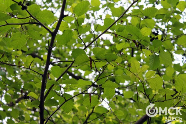 Любуемся, как цветёт единственная в России золотая ель и растения, которых нет в дикой природе