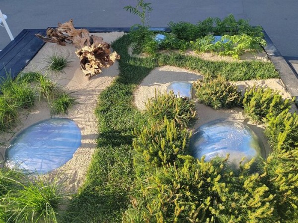 Омский ландшафт на ВДНХ: кровохлёбка, щучка и сосна Омский ландшафт на ВДНХ: кровохлёбка, щучка и сосна