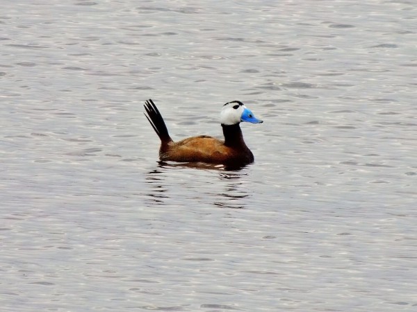 Редкую птицу - большого кроншнепа - заметили в Омской области Редкую птицу - большого кроншнепа - заметили в Омской области