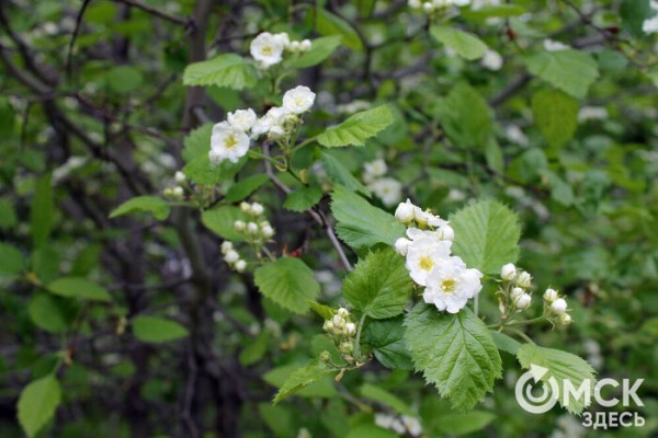 Любуемся, как цветёт единственная в России золотая ель и растения, которых нет в дикой природе