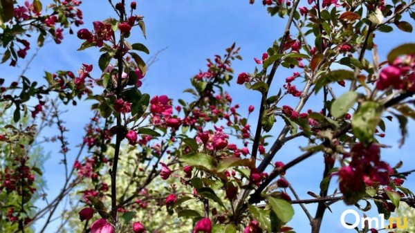 Опубликована дата, когда в Омск вернётся хорошая погода