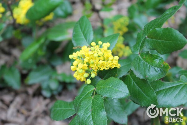 Любуемся, как цветёт единственная в России золотая ель и растения, которых нет в дикой природе