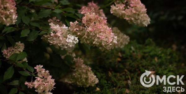 Бузина, барбарис и магония. Омский дендросад зацвёл