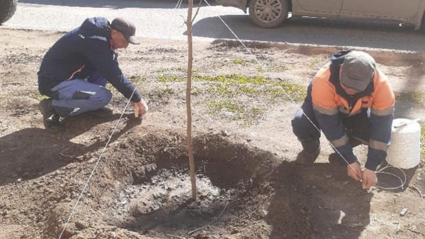Мэр Шелест: «В городе должно появляться не менее 10 тысяч новых деревьев в год»