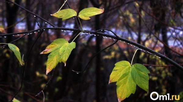 В Росгидрометцентре предупредили Омск об опасной погоде