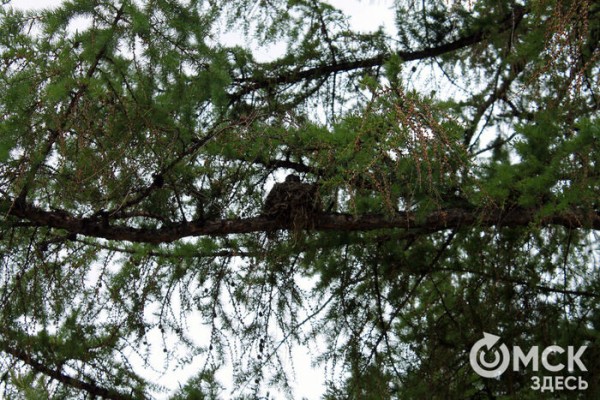 Любуемся, как цветёт единственная в России золотая ель и растения, которых нет в дикой природе