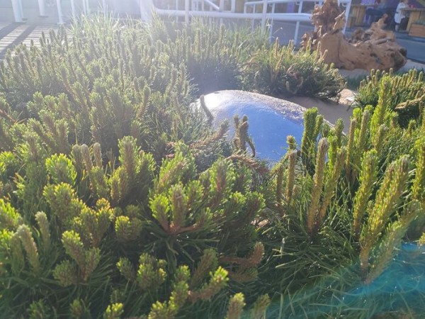 Омский ландшафт на ВДНХ: кровохлёбка, щучка и сосна Омский ландшафт на ВДНХ: кровохлёбка, щучка и сосна