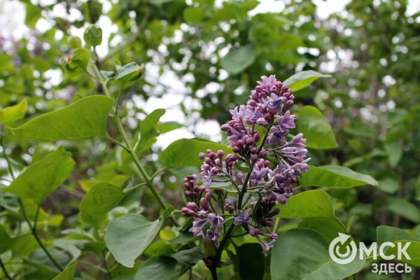 Любуемся, как цветёт единственная в России золотая ель и растения, которых нет в дикой природе