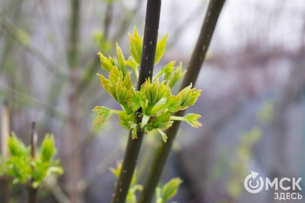 Путешествие в озёрный край: на "Зелёном острове" появились незапланированные водоёмы