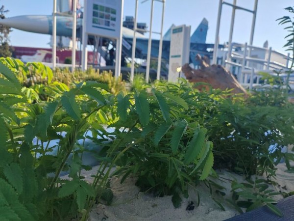 Омский ландшафт на ВДНХ: кровохлёбка, щучка и сосна Омский ландшафт на ВДНХ: кровохлёбка, щучка и сосна