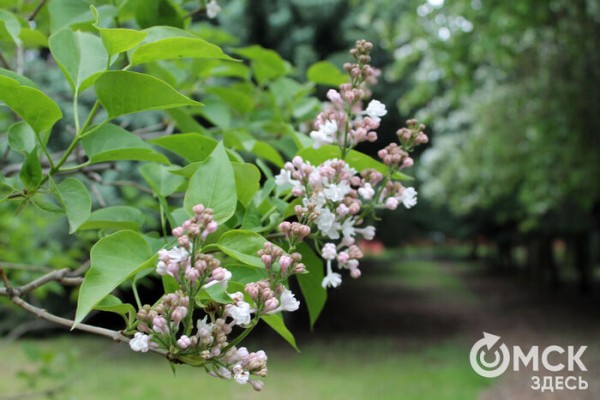 Любуемся, как цветёт единственная в России золотая ель и растения, которых нет в дикой природе