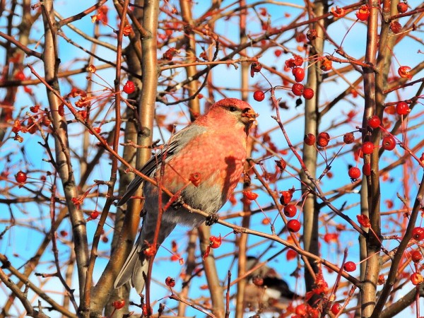 Редкую птицу - большого кроншнепа - заметили в Омской области Редкую птицу - большого кроншнепа - заметили в Омской области