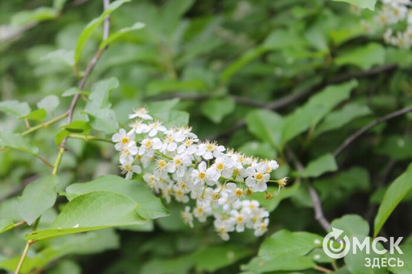 Любуемся, как цветёт единственная в России золотая ель и растения, которых нет в дикой природе