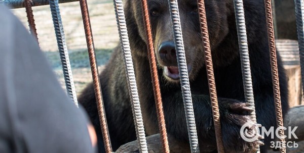 Вода подходит к клеткам с мишками в Большереченском зоопарке