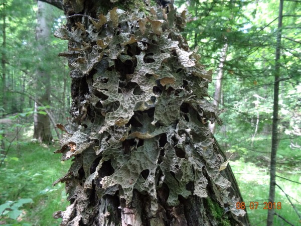 Редкую птицу - большого кроншнепа - заметили в Омской области Редкую птицу - большого кроншнепа - заметили в Омской области