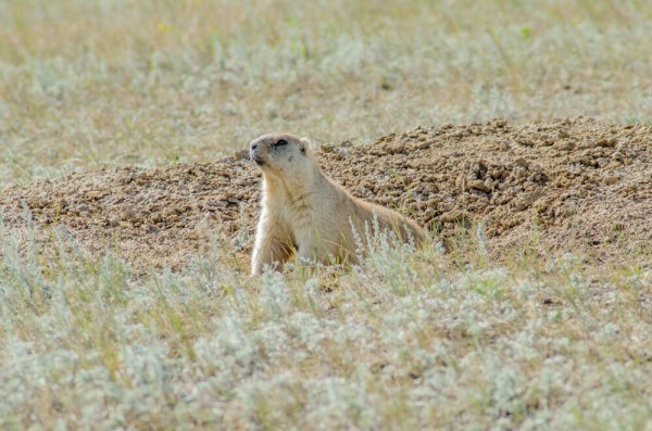 Редкую птицу - большого кроншнепа - заметили в Омской области Редкую птицу - большого кроншнепа - заметили в Омской области