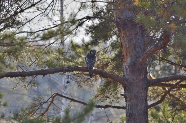 Редкую птицу - большого кроншнепа - заметили в Омской области Редкую птицу - большого кроншнепа - заметили в Омской области