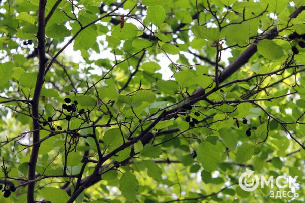 Любуемся, как цветёт единственная в России золотая ель и растения, которых нет в дикой природе