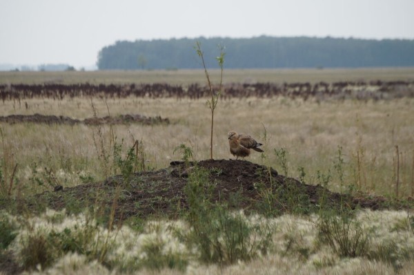 Редкую птицу - большого кроншнепа - заметили в Омской области Редкую птицу - большого кроншнепа - заметили в Омской области