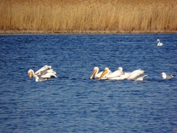 Редкую птицу - большого кроншнепа - заметили в Омской области Редкую птицу - большого кроншнепа - заметили в Омской области