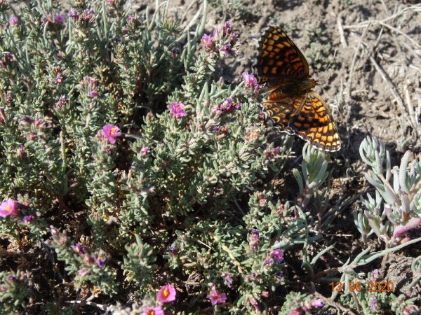 Редкую птицу - большого кроншнепа - заметили в Омской области Редкую птицу - большого кроншнепа - заметили в Омской области