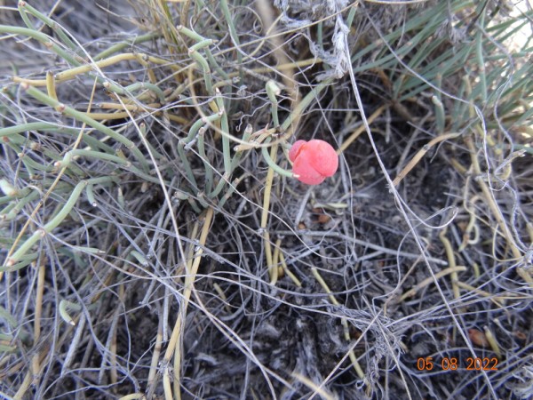 Редкую птицу - большого кроншнепа - заметили в Омской области Редкую птицу - большого кроншнепа - заметили в Омской области