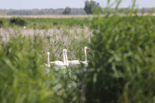Редкую птицу - большого кроншнепа - заметили в Омской области Редкую птицу - большого кроншнепа - заметили в Омской области