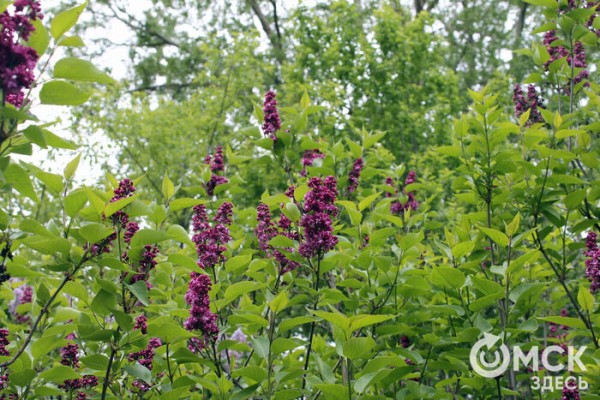 Любуемся, как цветёт единственная в России золотая ель и растения, которых нет в дикой природе