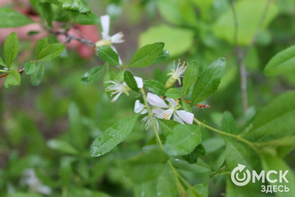 Любуемся, как цветёт единственная в России золотая ель и растения, которых нет в дикой природе