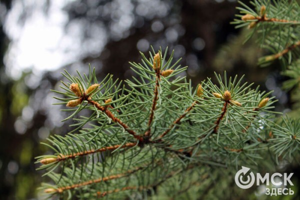 Любуемся, как цветёт единственная в России золотая ель и растения, которых нет в дикой природе