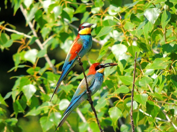 Редкую птицу - большого кроншнепа - заметили в Омской области Редкую птицу - большого кроншнепа - заметили в Омской области