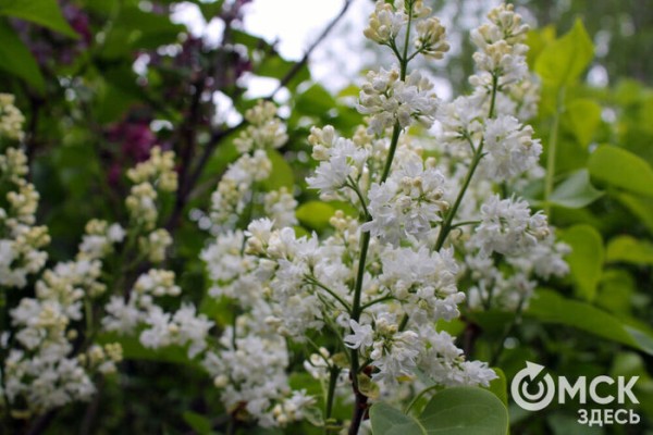 Любуемся, как цветёт единственная в России золотая ель и растения, которых нет в дикой природе