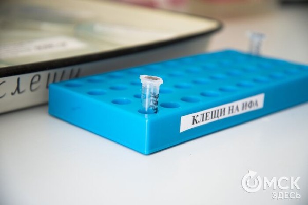 Роспотребнадзор рекомендует: как безопасно отдохнуть на природе