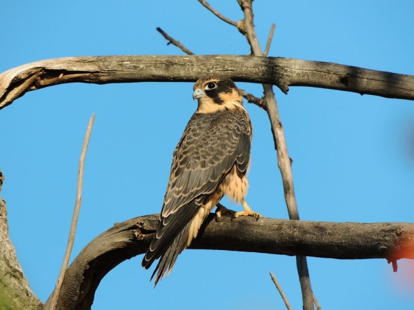 Редкую птицу - большого кроншнепа - заметили в Омской области Редкую птицу - большого кроншнепа - заметили в Омской области