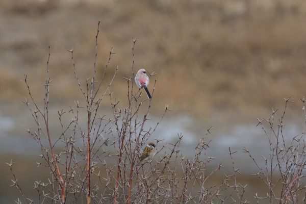 Редкую птицу - большого кроншнепа - заметили в Омской области Редкую птицу - большого кроншнепа - заметили в Омской области