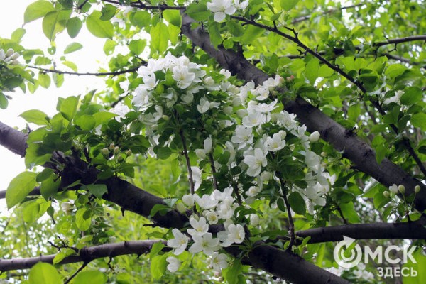 Любуемся, как цветёт единственная в России золотая ель и растения, которых нет в дикой природе