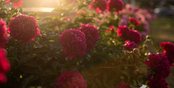 Омск начали украшать клумбами с многолетними цветами