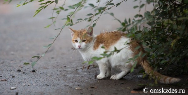 Дожди в Омске будут идти до понедельника