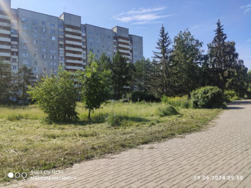 В Омске во время покоса травы погибли и молоденькие дубки