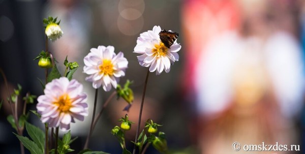 Омичи получат передышку от жары