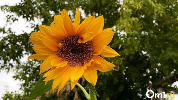 В Омск идёт сухая и жаркая погода до +35 В Омск идёт сухая и жаркая погода до +35